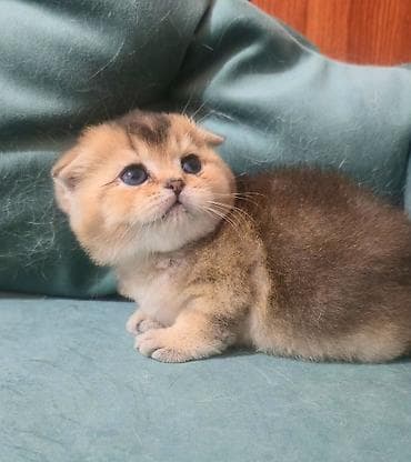 мышык сатылат: Скотиш Фолд (Шотландиялык шалпаң кулак), 1 айлык, Ургаачы, Алтын шиншилла, Лотокко барууга үйрөтүлгөн — 1