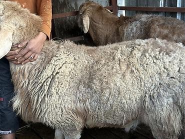 арабский лошади: Продаю | Баран (самец) | Арашан — 5