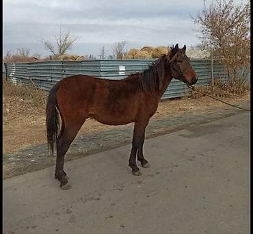 хайлайн соня: Продаю | Кобыла (самка) | На забой — 1