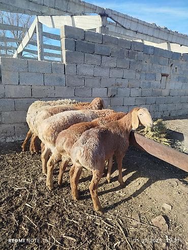 конь рабочий: Продаю | Овца (самка) | Эдильбаевская | Для разведения — 7