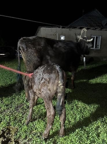 арашан ко: Сатам | Уй (ургаачы) | Сүт алуу үчүн | Байланган — 7