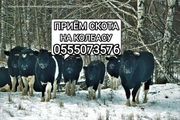 Куплю | Коровы, быки, Лошади, кони | Круглосуточно, Любое состояние, Забитый
