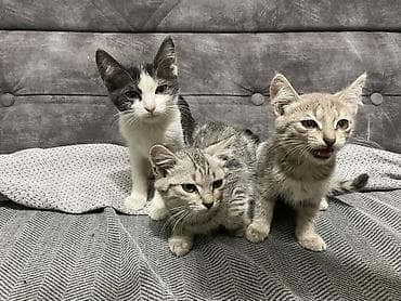 Котята, помет из трёх малышей. Возраст: примерно 4 месяца. Срочно — 3