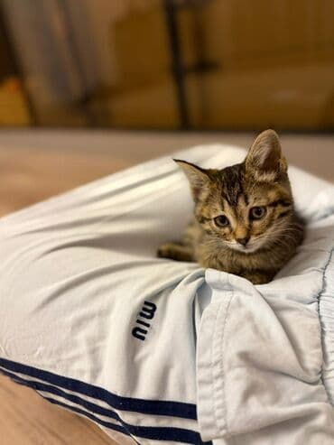 домик для кошки на улицу: Кошка даром: Беспородная, 2 месяца, Девочка — 1