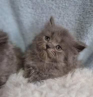 scottish fold: Скотиш Страйт (Шотландская прямоухая), 2 месяца, Мальчик, Голубой, Приучена к лотку, Проглистована — 7