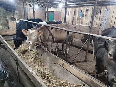 кой бишкек: Сатам | Кунаажын | Голштин, Алатоолук, Швиц | Союуга, Көбөйтүү үчүн, Бордоп семиртүү үчүн | Асыл тукумдуу, Кунажын, Байланган — 5