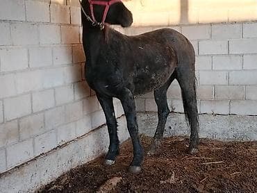 сколько стоит собака породы корги: Продаю | Кобыла (самка) | Полукровка | Для разведения | Племенные — 2