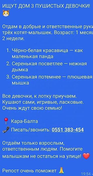 где можно взять собаку бесплатно: Кошка даром: Беспородная, 2 месяца, Девочка, Приучена к лотку — 2