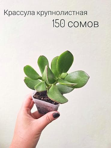 Үй жана бакча: 🌿 Комнатные цветы (укоренённые черенки/молодые растения/взрослые — 6