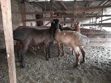 cane corso: Продаю | Ягненок, Баран (самец) | Гиссарская, Арашан | Для разведения | Племенные, Осеменитель — 3
