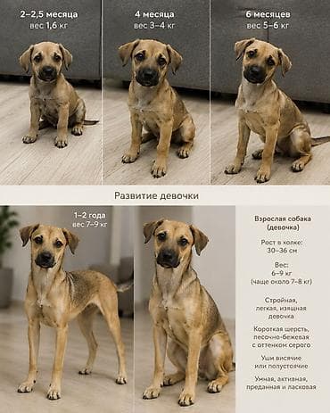 Собаки: Собака даром: 2 месяца, Самка — 4