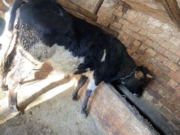 обучение собак: Продаю | Тёлка | Полукровка | Для разведения | Стельные, Искусственник — 1