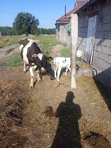 корова молочной: Продаю | Корова (самка) | Для молока — 4