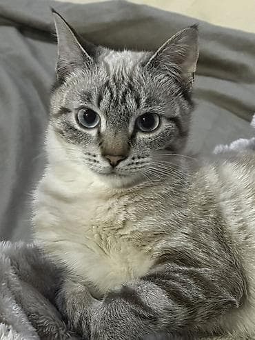 милая кошка: Отдам даром кота: 6.5 мес, кастрирован, проглистован, с редким — 1