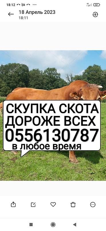 Жеке жак, Колбаса цехи : Уйлар, букалар, Жылкылар, аттар, Башка а/ч жаныбарлары, | Күнү-түнү, Бардык шартта, Союлган
