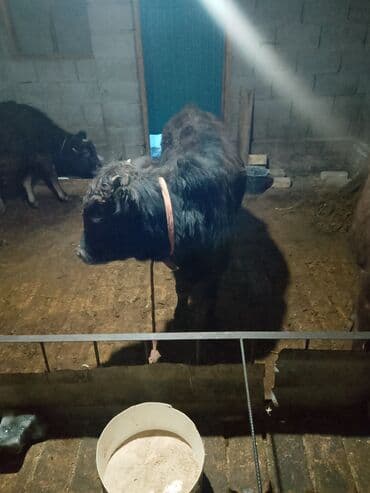 рыбки цена: Продаю | Музоо, торпок | Полукровка | На откорм | Привязанные — 10