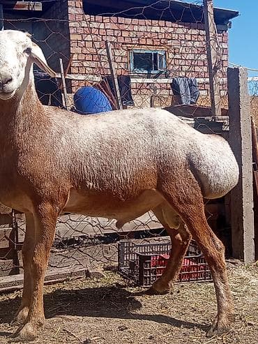 в связи с переездом отдам попугая жако в добрые руки: Продаю | Баран (самец) — 2