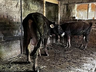 Животные: Продаю | Бык (самец) | Полукровка | На откорм, Для разведения | Привязанные — 3