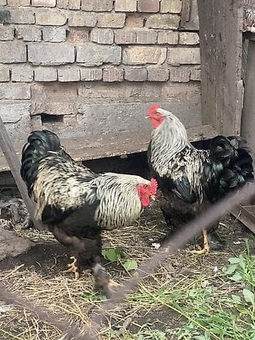 австролорп чёрный: Продаю | Петух | Брама | Для разведения — 1