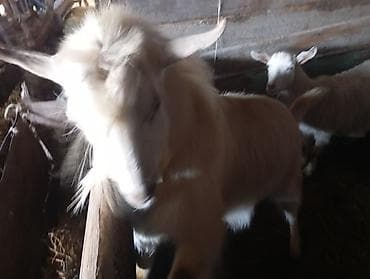 Продаю | Козёл (самец) | Для разведения | Осеменитель