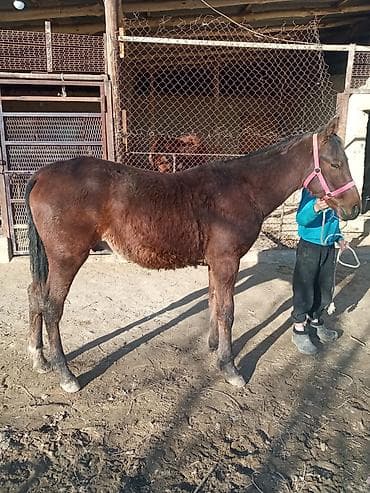 шотландская кошка бишкек: Продаю | Конь (самец) | Полукровка | Конный спорт | Племенные — 3