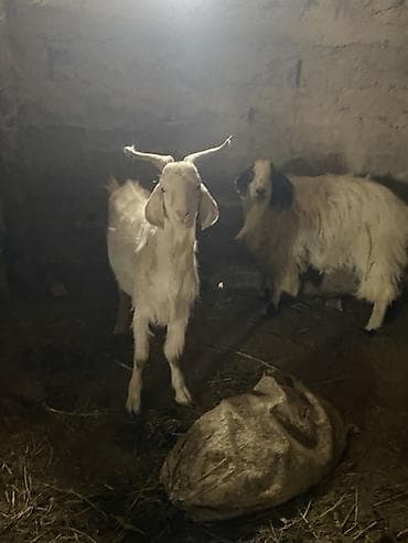 жук носорог: Продаю | Козёл (самец) | Для разведения | Племенные, Котные, Осеменитель — 2