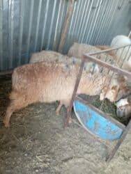 охотничий собака: Прадаёться кочкорики и ургачы тохтулар 10 мин окончательно берем — 4