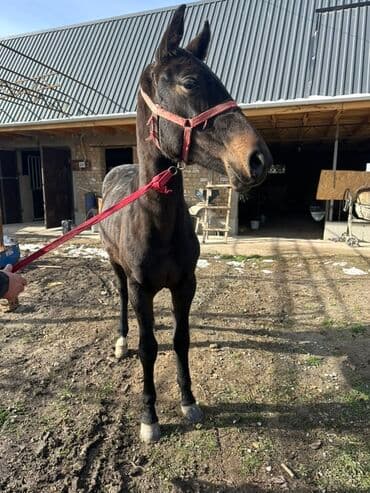 дом попугая: 1,5 -ка — 1