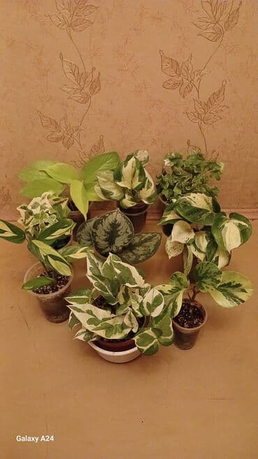 купить большие комнатные растения: Коллекция комнатных растений с декоративной листвой (в горшках) — 24