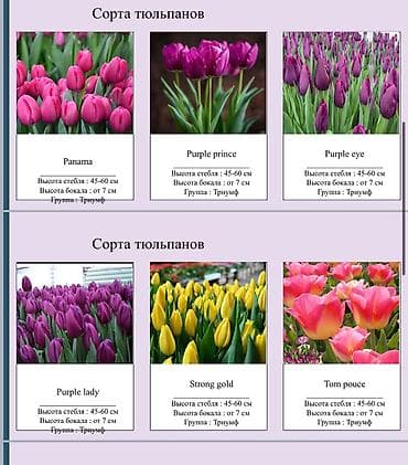 каракол цветы: ТЮЛЬПАНЫ ОПТОМ БИШКЕК — 1