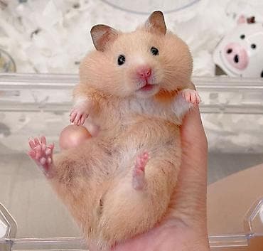 бамбуковые мыши: Продаются хомячки джунгарские, сирийские, ангорские пушистые хомячки — 5