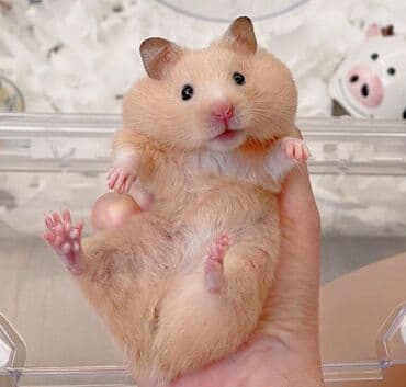 Башка жаныбарлар: Продаются хомячки джунгарские, сирийские, ангорские пушистые хомячки — 10