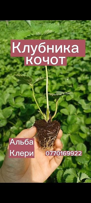 продам клубнику: Кулпунай кочот КЛЕРИ АЛЬБА Клубника кочотко заказ алып жатабыз — 4