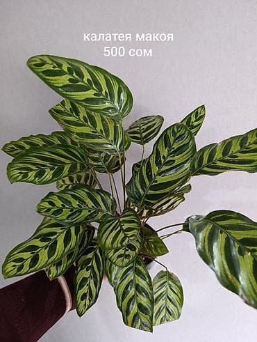 продажа домашних цветов: Распродажа сортовых комнатных растений, цены и названия указаны на — 5