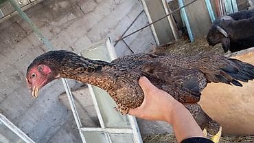 какие животные продаются в зоомагазине: Куры въетнам — 5