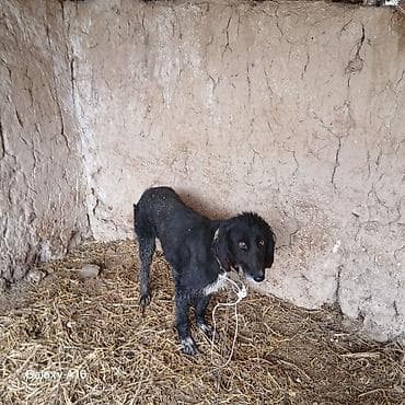 авган кой: Собака даром: Тайган, 3 года, Самка — 1