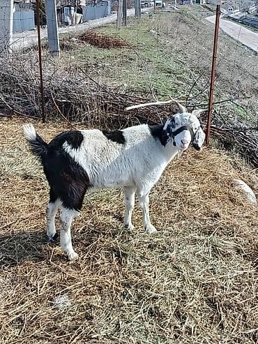 усыпление животных бишкек: Продаю | Коза (самка) | Нубийская — 5