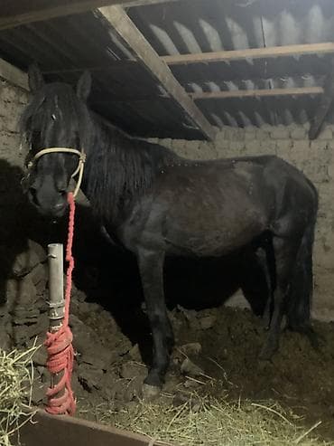 отель для собак: Продаю | Кобыла (самка) | Для разведения | Мерин — 3