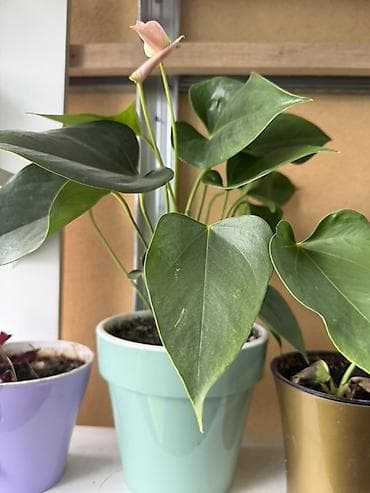 Антуриумы: Комнатные растения в горшках 1) Антуриум (розовый бутон) — — 1