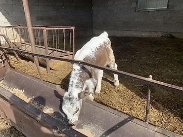 утки с утятами: Продаю | Музоо, торпок — 3