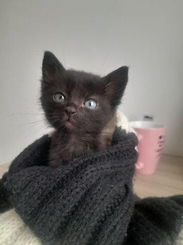 коты на вязку: 🎁 Полностью домашние, к лотку и миске приучены (ну, почти — они — 1