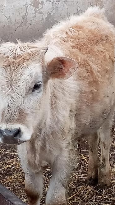 кошки маленкие: Продаю | Бык (самец) — 2