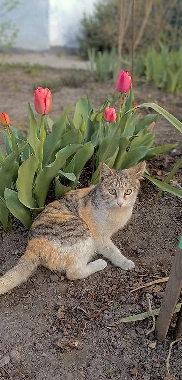 Беспородная, 11 месяцев, Девочка, Кастрирована at lalafo.kg Беспородная, 11 месяцев, Девочка, Кастрирована