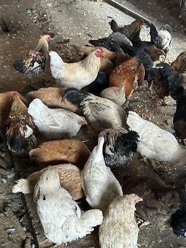 бодоно клетка: Домашние куры и петухи — 7