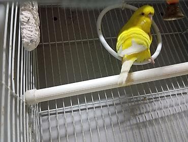 Срочно продам Волнистый попугай (жёлтый окрас с белыми перьями на