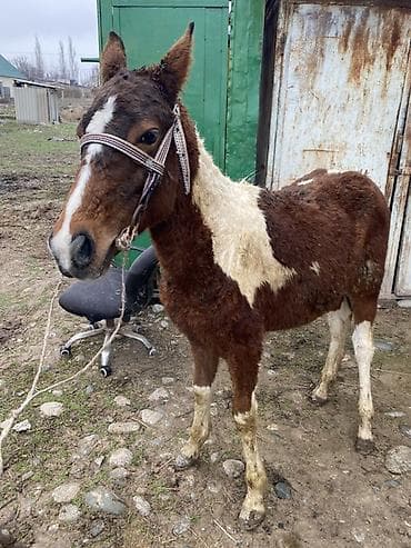 сухое молоко для животных: Продаю | Жеребенок | Рабочий — 5