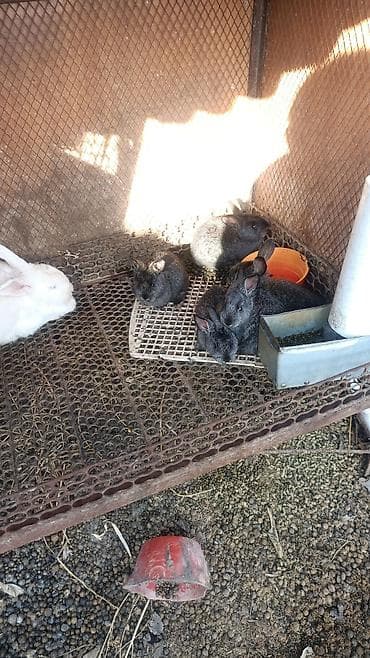 теке сатылат: Сатам | Коендун бөжөктөрү | Күрөң коен, Фландр | Союуга, Көбөйтүү үчүн — 3