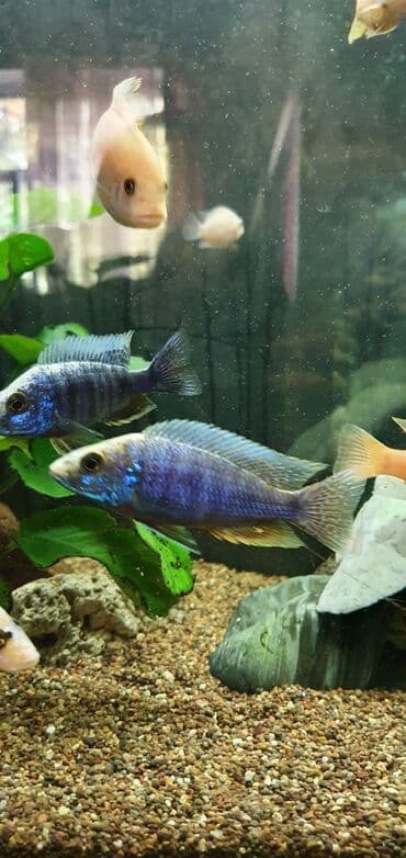 рыба аквариума: Аквариумные рыбки-цихлиды на любой вкус!!! Огромный выбор цихлид для — 14