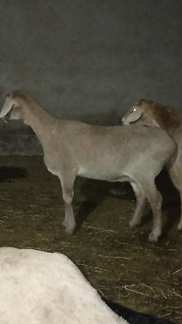 вязка ош кошек: Продаю | Баран (самец) | Полукровка | Для разведения — 6