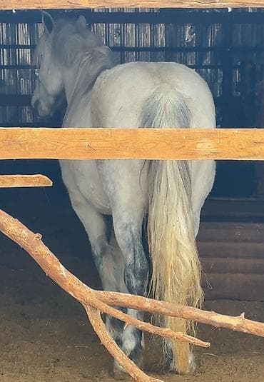 Птицы: Продаю | Кобыла (самка) | Племенные — 3